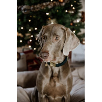 Hondenhalsband Corduroy Kentucky Donkergroen