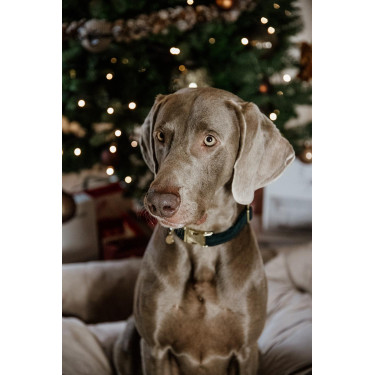 Hondenhalsband Corduroy Kentucky Donkergroen