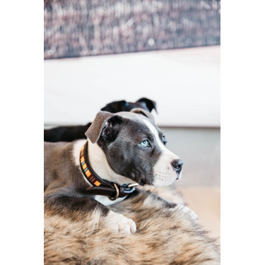 Halsband voor honden van handgemaakte parels Kentucky Oranje