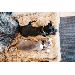 Halsband voor honden van handgemaakte parels Kentucky Lichtblauw