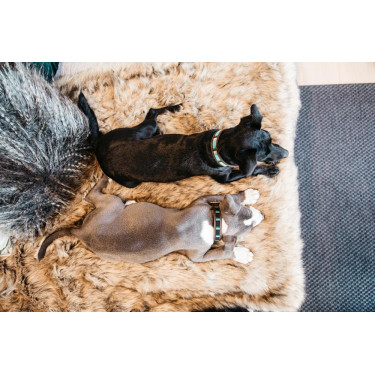 Halsband voor honden van handgemaakte parels Kentucky Lichtblauw