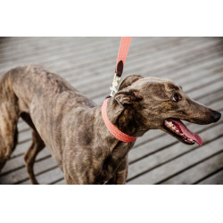 Halsband voor honden Jacquard Kentucky