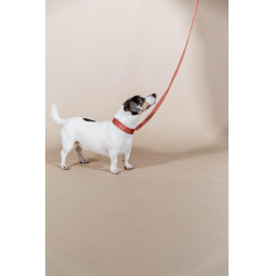 Halsband voor honden Jacquard Kentucky Terracotta Oranje