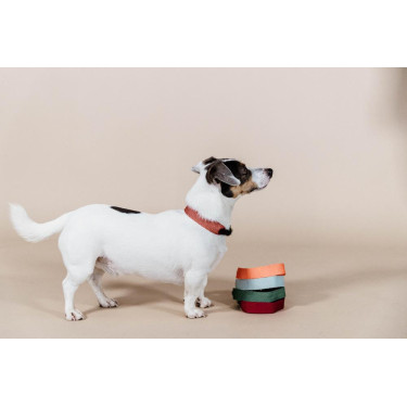 Halsband voor honden Jacquard Kentucky Halsband voor honden Jacquard Kentucky
