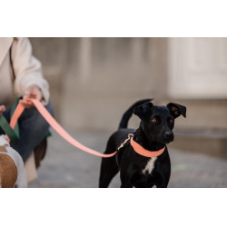 Halsband voor honden Jacquard Kentucky Neon oranje