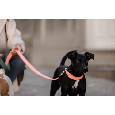 Halsband voor honden Jacquard Kentucky Neon oranje
