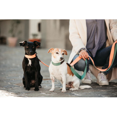 Halsband voor honden Jacquard Kentucky Neon oranje