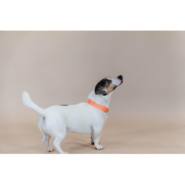 Halsband voor honden Jacquard Kentucky Neon oranje