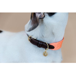 Halsband voor honden Jacquard Kentucky Neon oranje