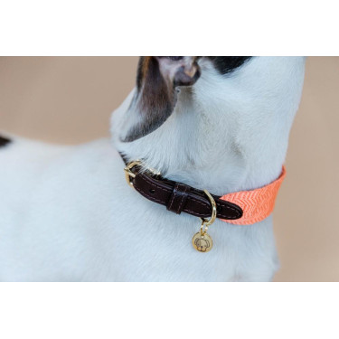 Halsband voor honden Jacquard Kentucky Neon oranje