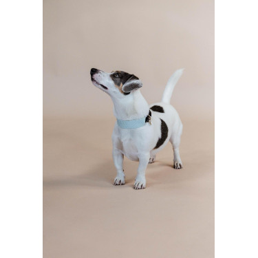 Halsband voor honden Jacquard Kentucky Lichtblauw