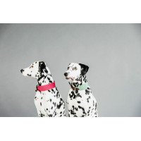Halsband voor honden Jacquard Kentucky Olijfgroen Halsband voor honden Jacquard Kentucky Olijfgroen