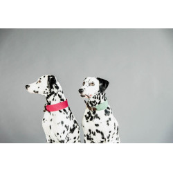 Halsband voor honden Jacquard Kentucky Olijfgroen Halsband voor honden Jacquard Kentucky Olijfgroen