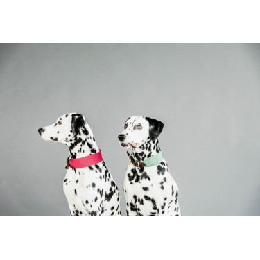 Halsband voor honden Jacquard Kentucky Olijfgroen Halsband voor honden Jacquard Kentucky Olijfgroen