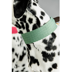 Halsband voor honden Jacquard Kentucky Olijfgroen Halsband voor honden Jacquard Kentucky Olijfgroen