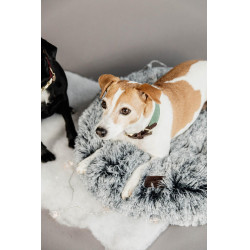 Halsband voor honden Jacquard Kentucky Olijfgroen Halsband voor honden Jacquard Kentucky Olijfgroen