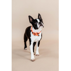 Halsband voor honden Soft Rubber Kentucky Neon oranje