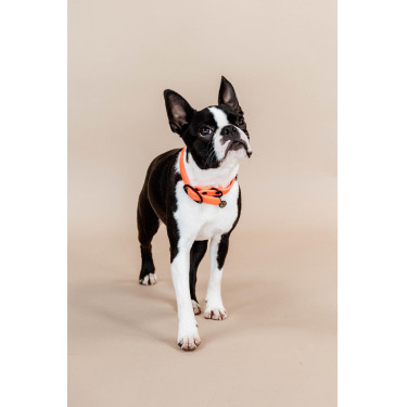 Halsband voor honden Soft Rubber Kentucky Halsband voor honden Soft Rubber Kentucky