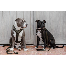 Halsband voor honden Teddy Fleece Kentucky Donkergroen