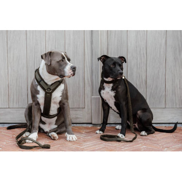 Halsband voor honden Teddy Fleece Kentucky Donkergroen