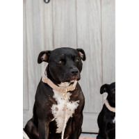 Halsband voor honden Teddy Fleece Kentucky Donkergroen