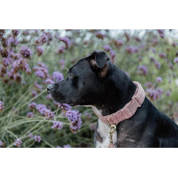 Halsband voor honden Teddy Fleece Kentucky Oudroze