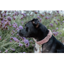 Halsband voor honden Teddy Fleece Kentucky Oudroze Halsband voor honden Teddy Fleece Kentucky Oudroze