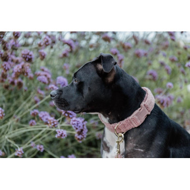 Halsband voor honden Teddy Fleece Kentucky Oudroze Halsband voor honden Teddy Fleece Kentucky Oudroze