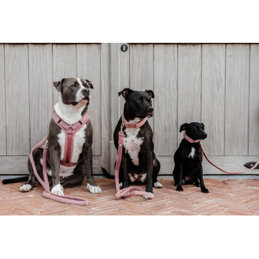 Halsband voor honden Teddy Fleece Kentucky Oudroze Halsband voor honden Teddy Fleece Kentucky Oudroze