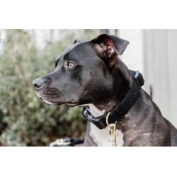 Halsband voor honden Teddy Fleece Kentucky Zwart