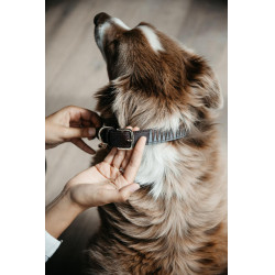 Halsband voor hond Driehoek Kentucky Halsband voor hond Driehoek Kentucky