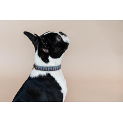 Halsband voor hond Driehoek Kentucky Halsband voor hond Driehoek Kentucky