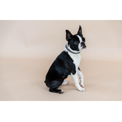 Halsband voor hond Driehoek Kentucky Halsband voor hond Driehoek Kentucky