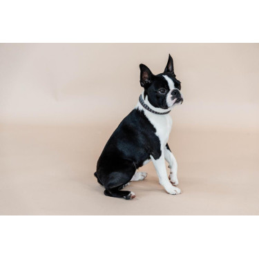 Halsband voor hond Driehoek Kentucky Halsband voor hond Driehoek Kentucky