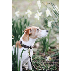 Halsband voor hond Velvet Leather Kentucky