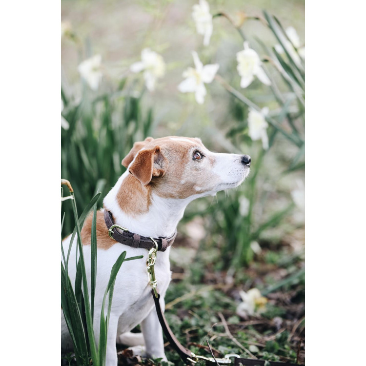 Halsband voor hond Velvet Leather Kentucky