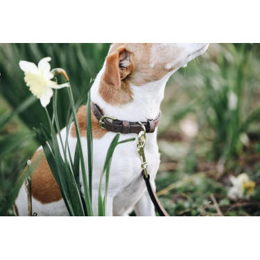 Halsband voor hond Velvet Leather Kentucky Halsband voor hond Velvet Leather Kentucky