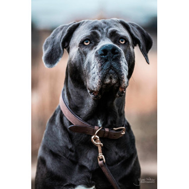 Halsband voor hond Velvet Leather Kentucky Halsband voor hond Velvet Leather Kentucky