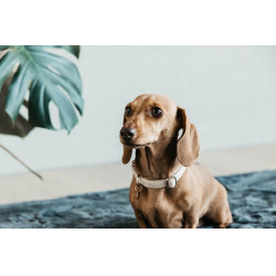 Collier pour chien Wool Kentucky Beige Collier pour chien Wool Kentucky Beige