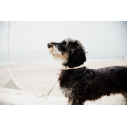 Collier pour chien Wool Kentucky Beige Collier pour chien Wool Kentucky Beige