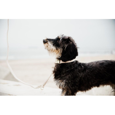 Collier pour chien Wool Kentucky Beige Collier pour chien Wool Kentucky Beige