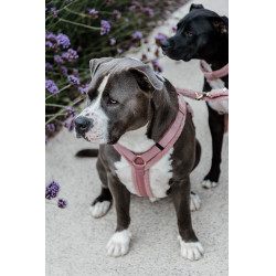 Harnas voor honden Active Teddy Fleece Kentucky