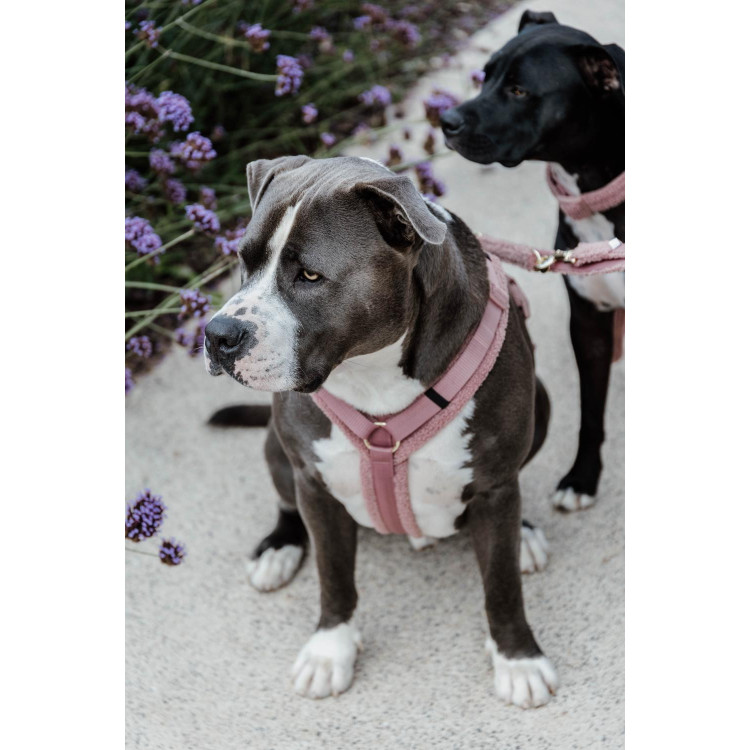 Harnas voor honden Active Teddy Fleece Kentucky
