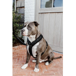 Harnas voor honden Active Teddy Fleece Kentucky Harnas voor honden Active Teddy Fleece Kentucky