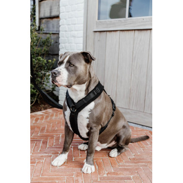 Harnas voor honden Active Teddy Fleece Kentucky Harnas voor honden Active Teddy Fleece Kentucky