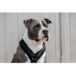 Harnas voor honden Active Teddy Fleece Kentucky Harnas voor honden Active Teddy Fleece Kentucky