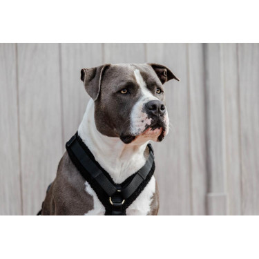 Harnas voor honden Active Teddy Fleece Kentucky Harnas voor honden Active Teddy Fleece Kentucky