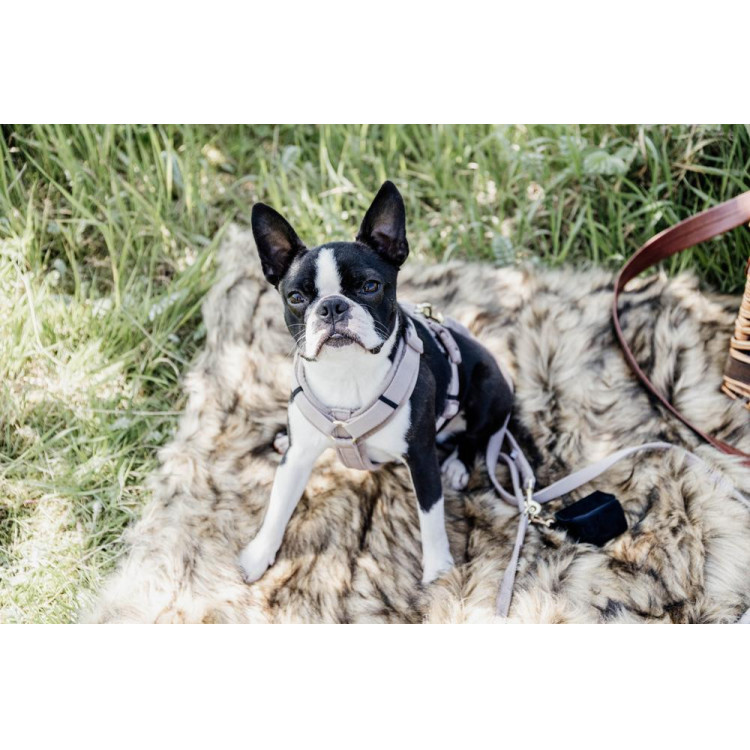 Harnas voor honden Active Velvet Kentucky