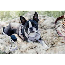 Harnais pour chien Active Velvet Kentucky Beige Harnais pour chien Active Velvet Kentucky Beige