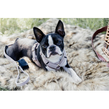 Harnas voor honden Active Velvet Kentucky Harnas voor honden Active Velvet Kentucky